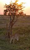 TANZANIA - Serengeti National Park - Leoni al tramonto - 5